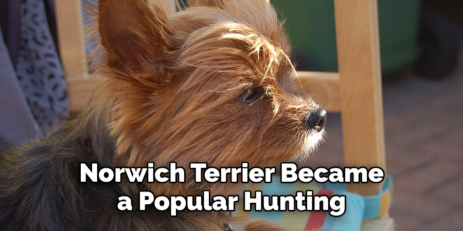 Norwich Terrier Became
 a Popular Hunting