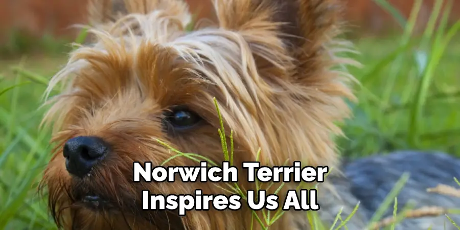 Norwich Terrier
Inspires Us All
