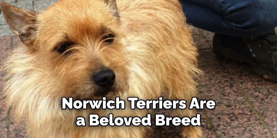 Norwich Terriers Are a Beloved Breed