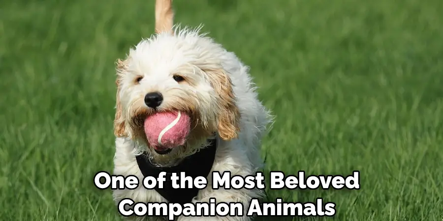  One of the Most Beloved Companion Animals