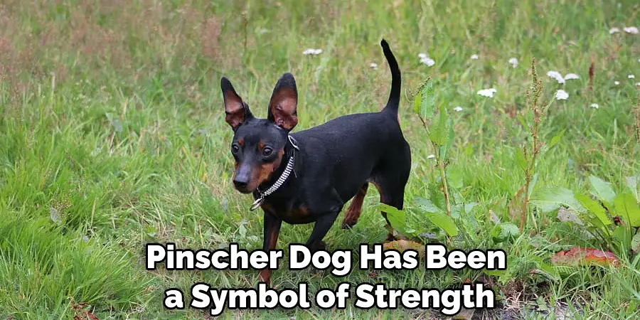 Pinscher Dog Has Been a Symbol of Strength