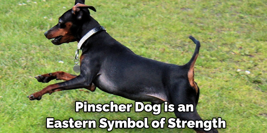 Pinscher Dog is an Eastern Symbol of Strength