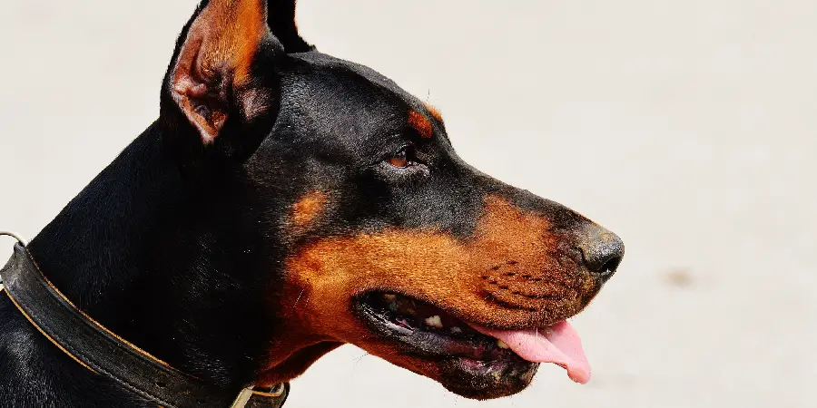 Pinscher Spiritual Meaning, Symbolism and Totem