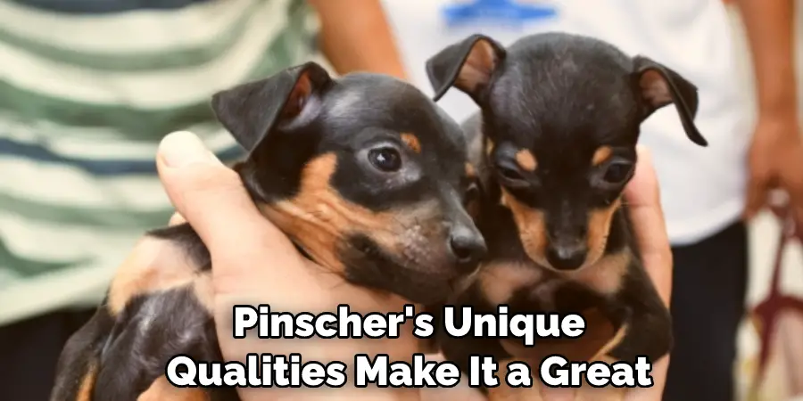  Pinscher's Unique Qualities Make It a Great