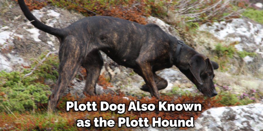 Plott Dog Also Known as the Plott Hound