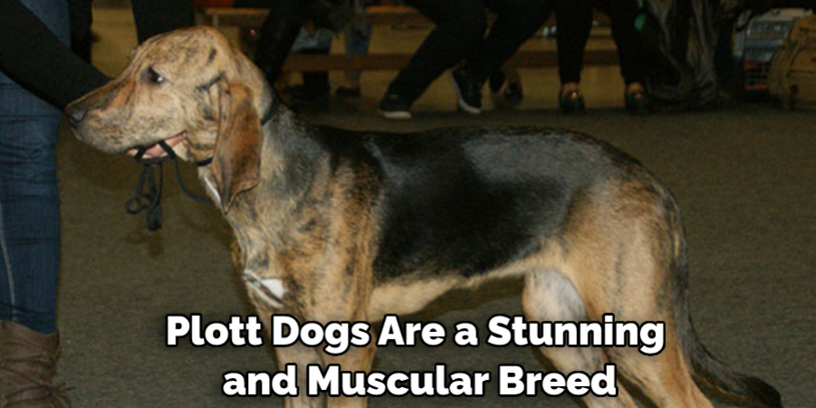 Plott Dogs Are a Stunning and Muscular Breed