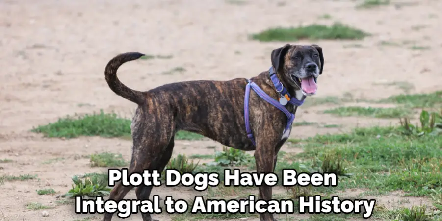Plott Dogs Have Been Integral to American History