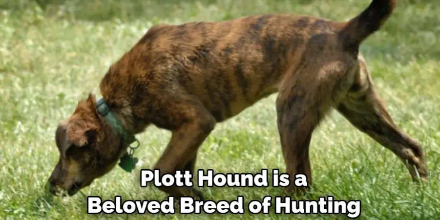  Plott Hound is a Beloved Breed of Hunting