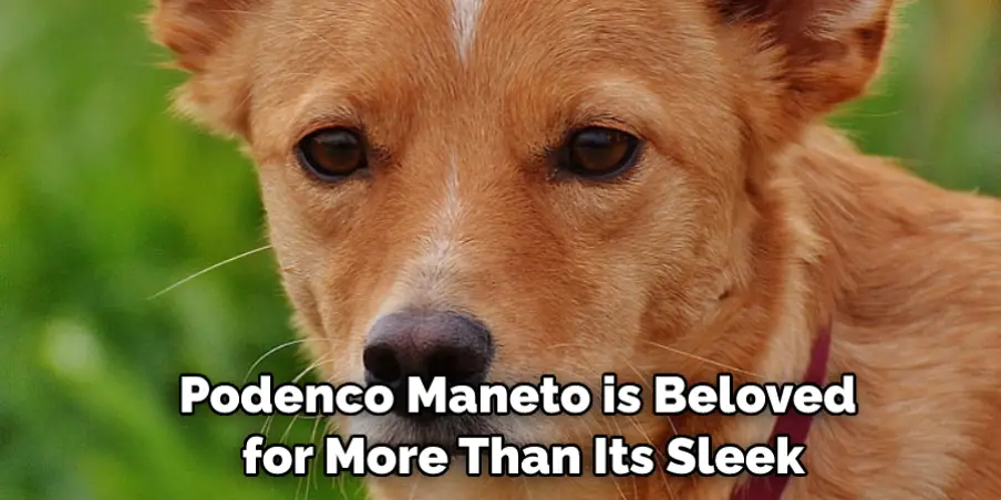 Podenco Maneto is Beloved for More Than Its Sleek