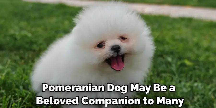 Pomeranian Dog May Be a Beloved Companion to Many
