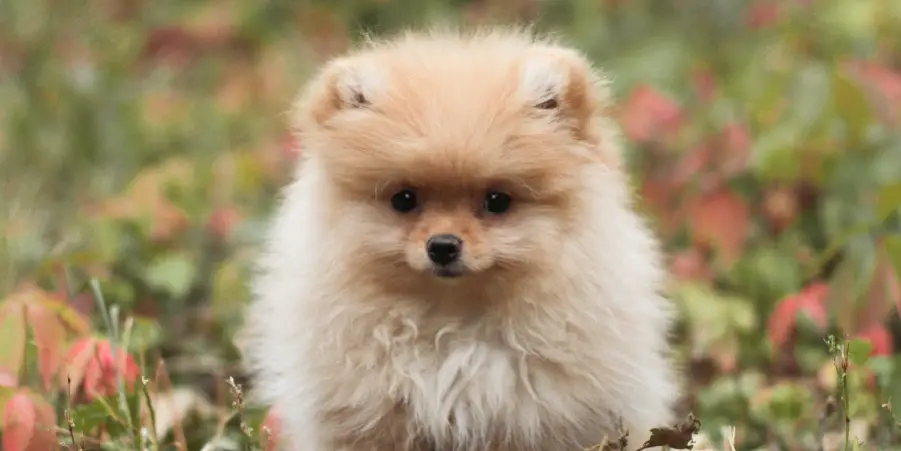 Pomeranian Spiritual Meaning, Symbolism and Totem