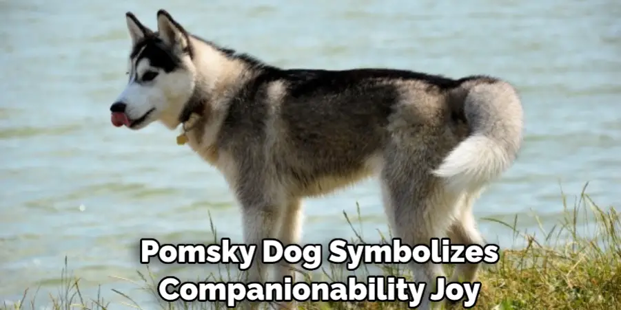 Pomsky Dog Symbolizes Companionability Joy