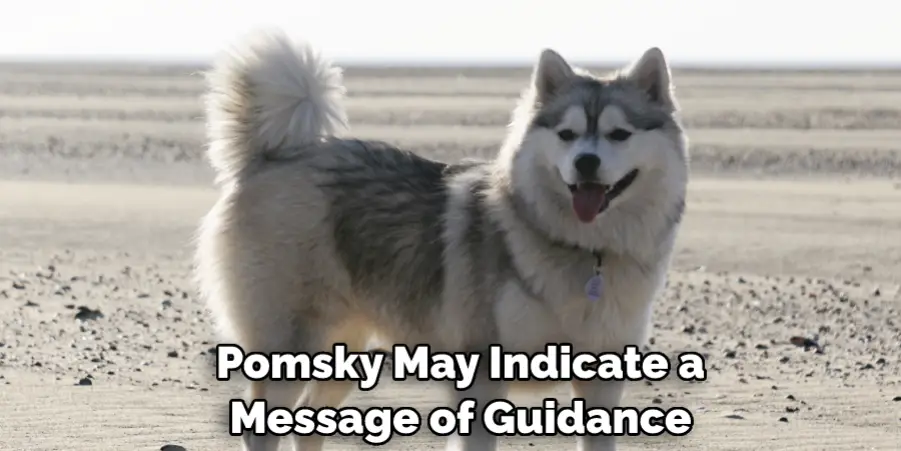 Pomsky May Indicate a Message of Guidance