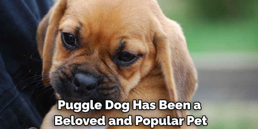 Puggle Dog Has Been a Beloved and Popular Pet