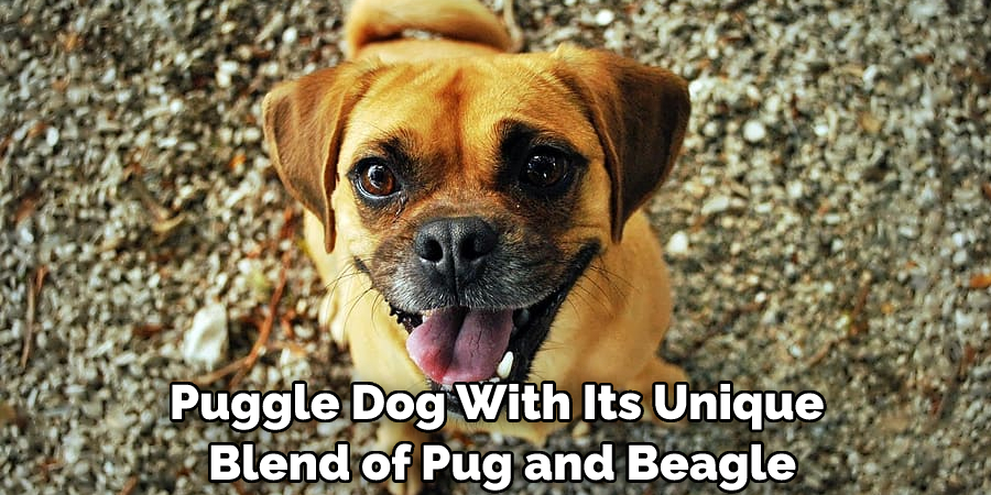 Puggle Dog With Its Unique Blend of Pug and Beagle