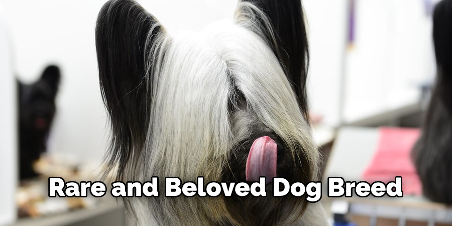 Rare and Beloved Dog Breed