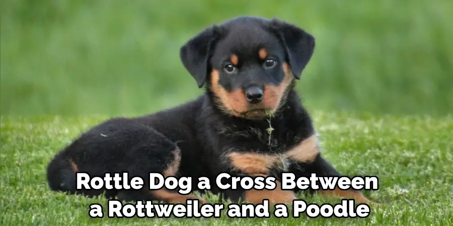 Rottle Dog a Cross Between a Rottweiler and a Poodle