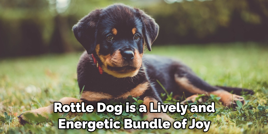  Rottle Dog is a Lively and Energetic Bundle of Joy