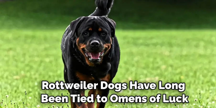 Rottweiler Dogs Have Long Been Tied to Omens of Luck