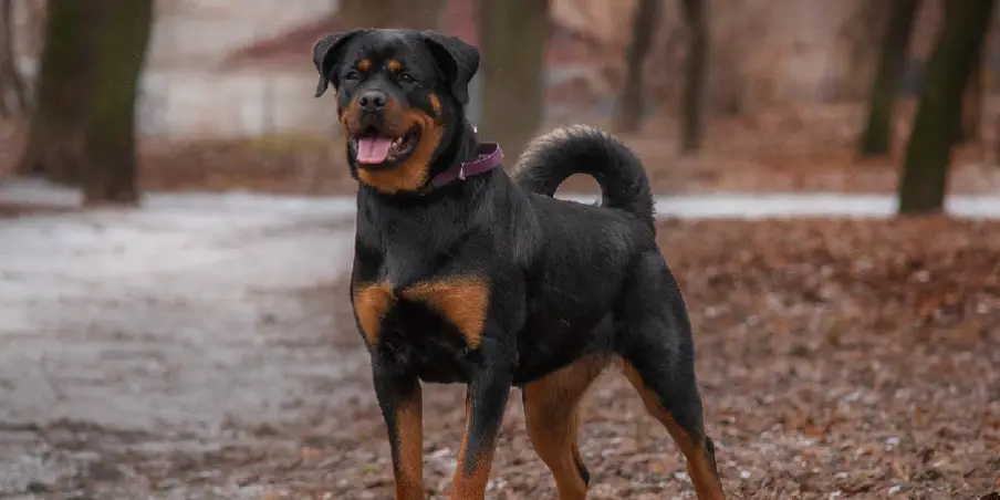 mean rottweiler dog