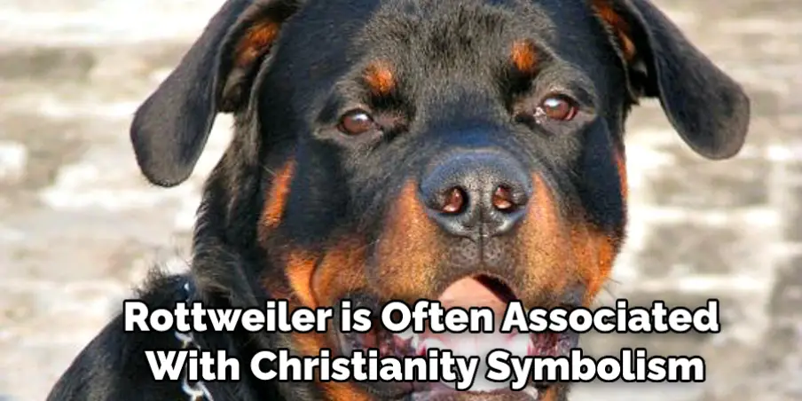 mean rottweiler dog