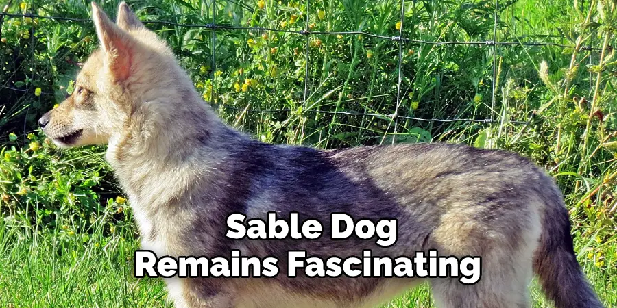  Sable Dog Remains Fascinating