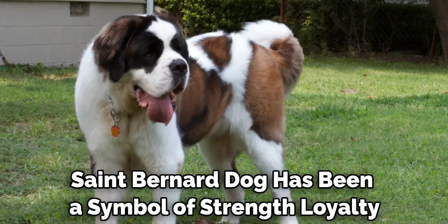 Saint Bernard Dog Has Been a Symbol of Strength, Loyalty