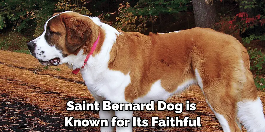 Saint Bernard Dog is Known for Its Faithful