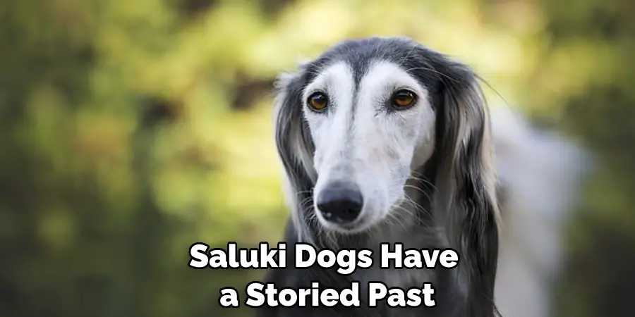 Saluki Dogs Have a Storied Past