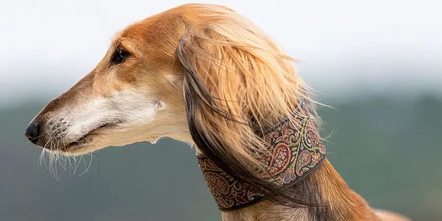 Saluki Spiritual Meaning, Symbolism and Totem