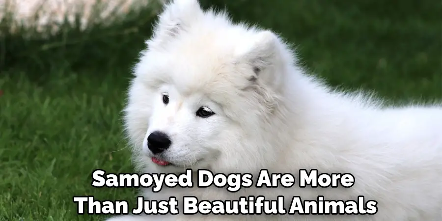 Samoyed Dogs Are More Than Just Beautiful Animals