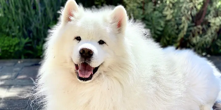 Samoyed Spiritual Meaning, Symbolism and Totem