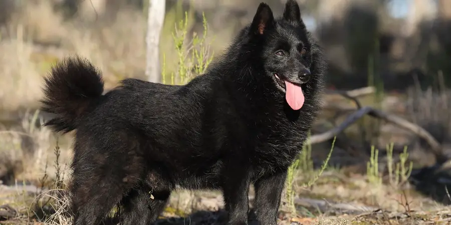 Schipperke Spiritual Meaning, Symbolism and Totem