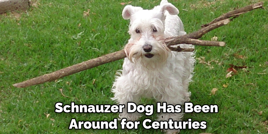 Schnauzer Dog Has Been Around for Centuries