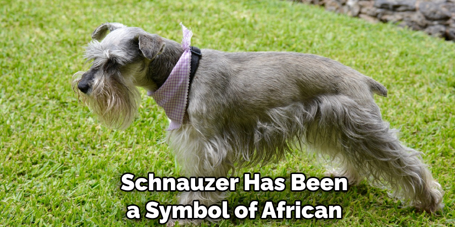  Schnauzer Has Been a Symbol of African