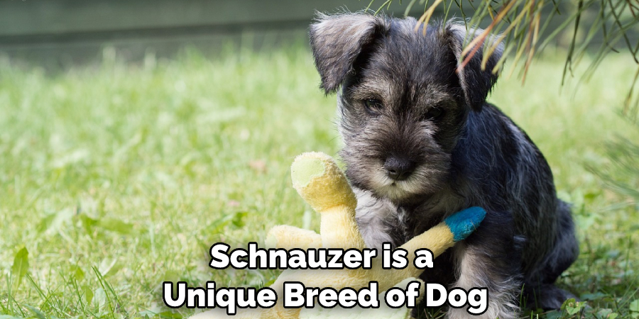 Schnauzer is a Unique Breed of Dog