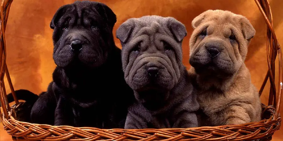 Shar Pei Spiritual Meaning, Symbolism and Totem