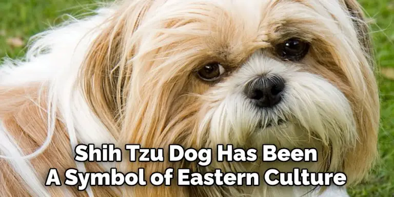 Shih Tzu Spiritual Meaning, Symbolism and Totem | Detailed Guide