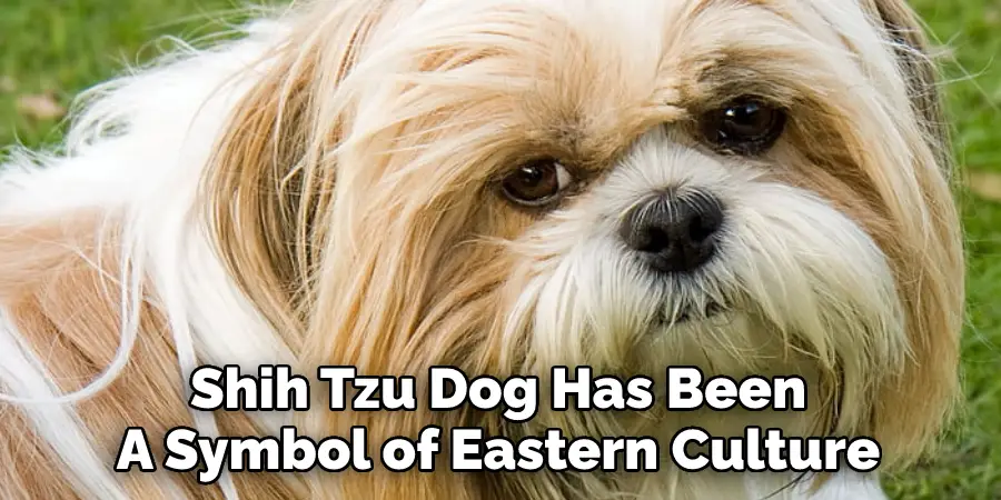 Shih Tzu Dog Has Been 
A Symbol of Eastern Culture