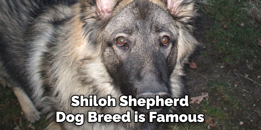 Shiloh Shepherd 
Dog Breed is Famous