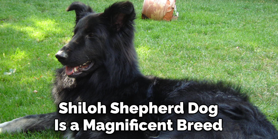 Shiloh Shepherd Dog 
Is a Magnificent Breed