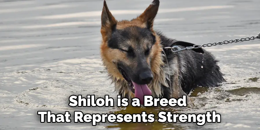 Shiloh is a Breed 
That Represents Strength