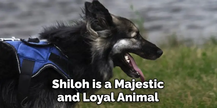  Shiloh is a Majestic 
and Loyal Animal