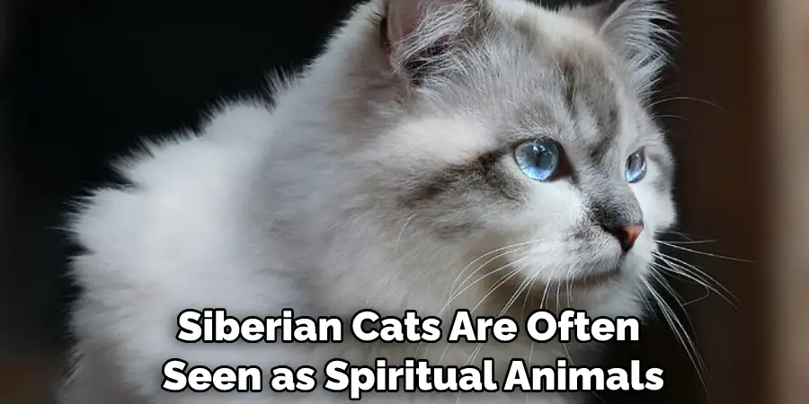 Siberian Cats Are Often Seen as Spiritual Animals