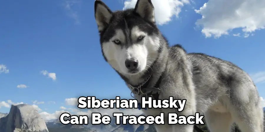 Siberian Husky 
Can Be Traced Back
