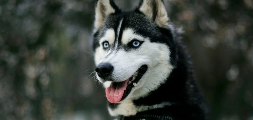 Siberian Husky Spiritual Meaning