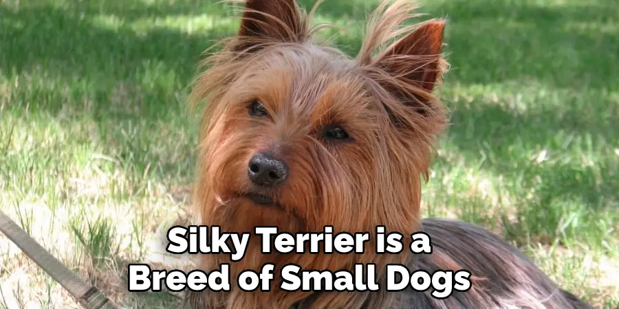 Silky Terrier is a 
Breed of Small Dogs