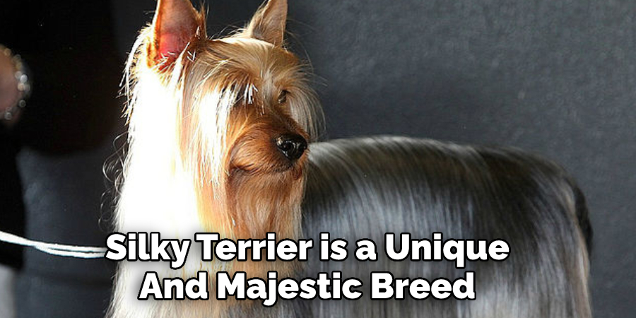 Silky Terrier is a Unique 
And Majestic Breed