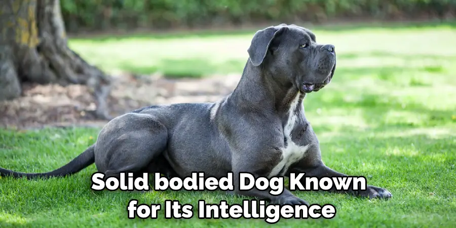 Solid-bodied Dog Known for Its Intelligence