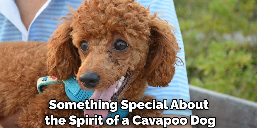 Something Special About the Spirit of a Cavapoo Dog